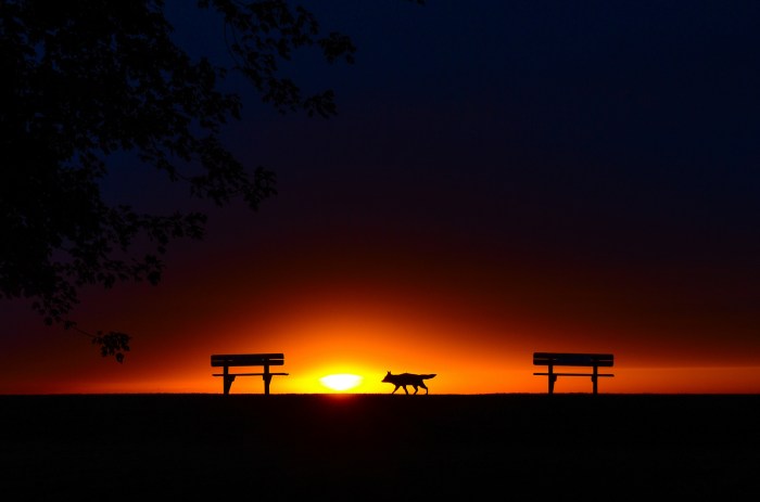 dawn-patrol-by-soaring-pigeon