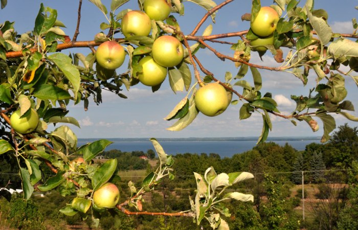 grand-traverse-bay-apples