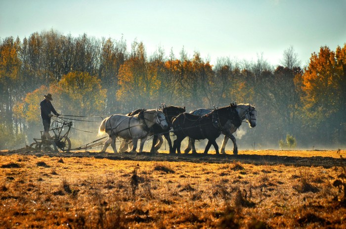 amish-farmer-plowing-james-korringa