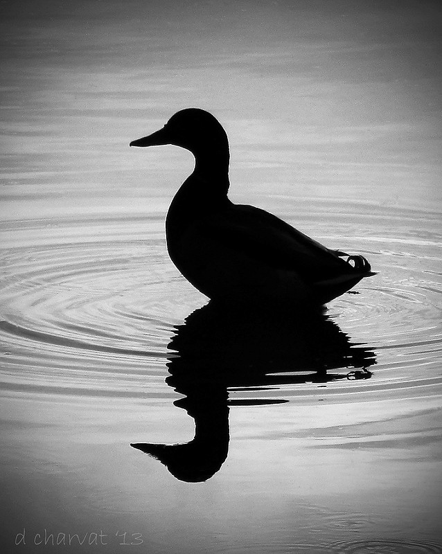 black-duck