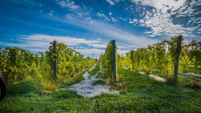 nets-are-off-at-bel-lago