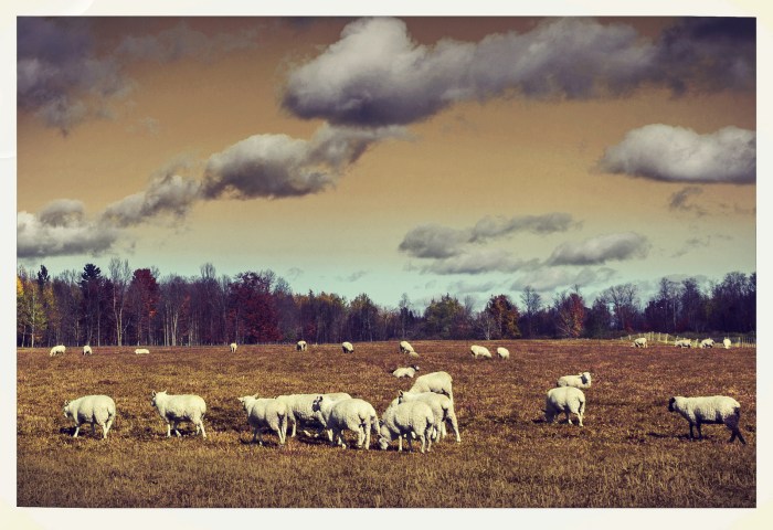 alien-sheep-by-swatzo