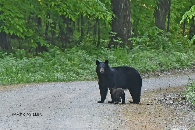 black-bear-cub