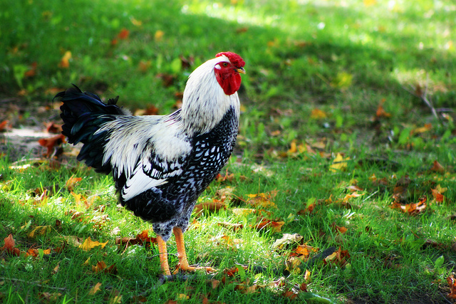 fonzi-the-year-of-the-rooster
