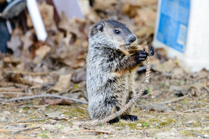 woodchuck-groundhog-day