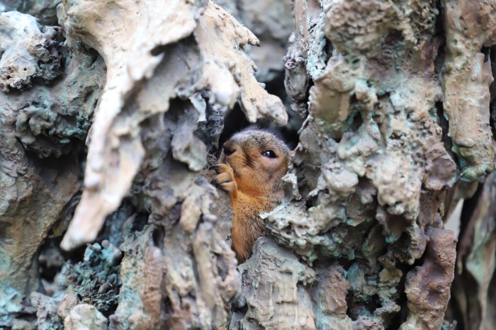 Fox Squirrel in Ann Arbor University of Michigan