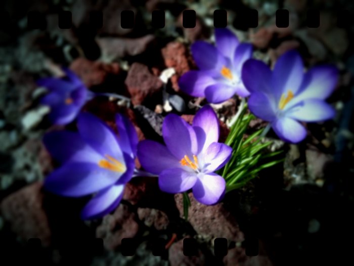 In Honor of the Vernal Equinox by Cherie