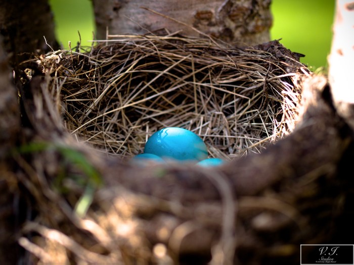 A Blue Like No Other by Jamie MacDonald