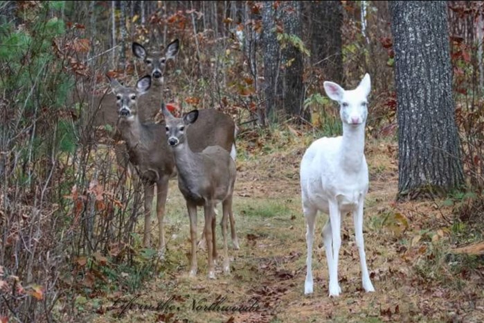 Albino Deer by Chryz Love