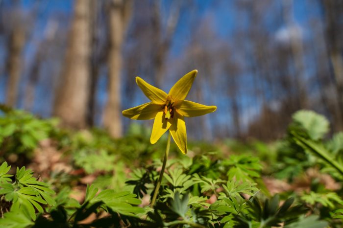 Trout Lily by William Dolak