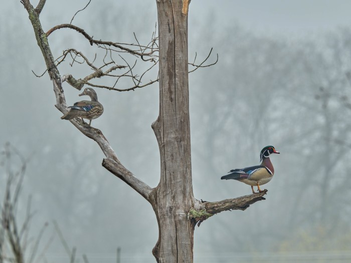 Wood Ducks by Third Son