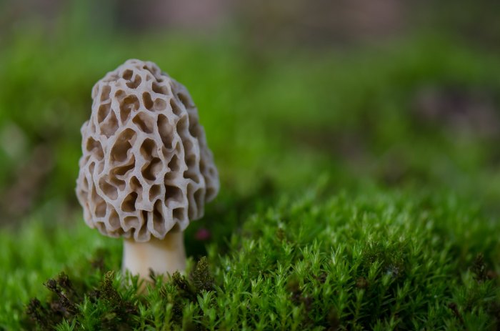 Yellow Morel (Morchella esculenta) by J Sommer