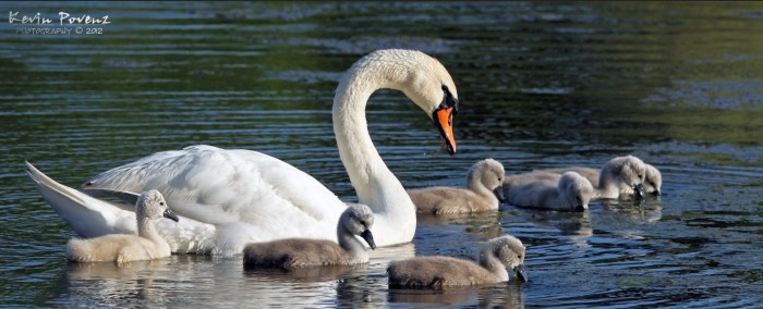 Happy Mothers Day by Kevin Povenz