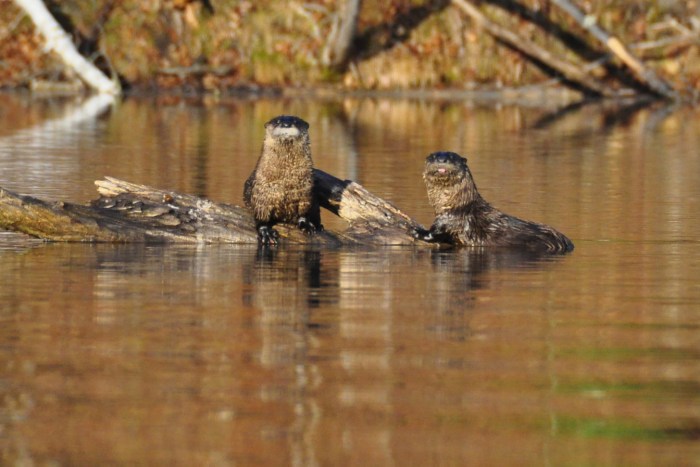 Otters by Brent West