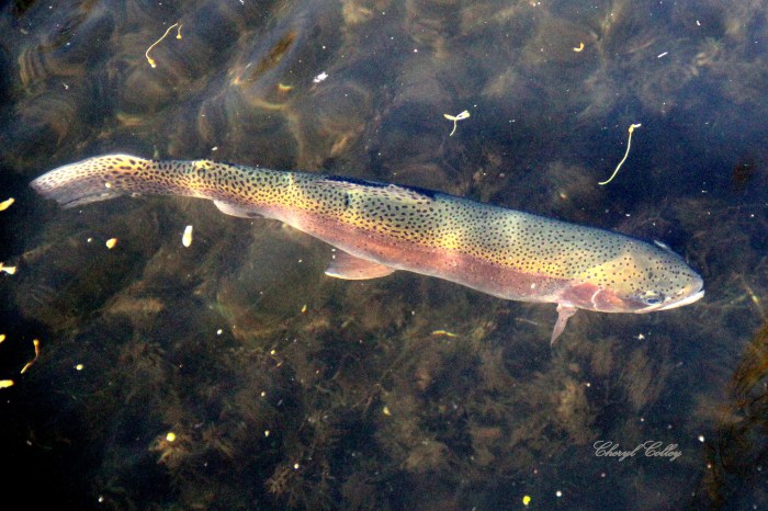 Rainbow Trout by Cheryl