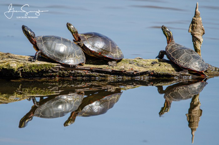 Reflections (Turtles) by Glen Suszko