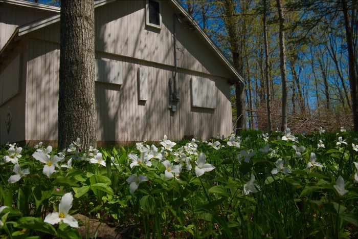 Trilliums Gone Wild by Kent Babb