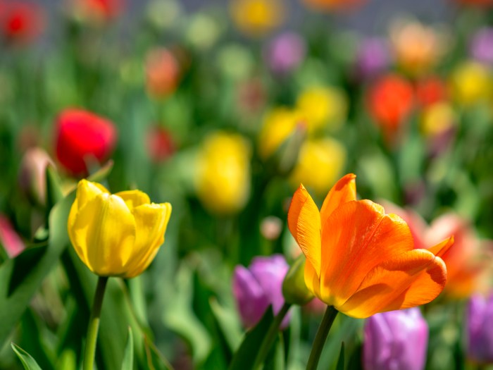 Tulips by Rhonda Bonham