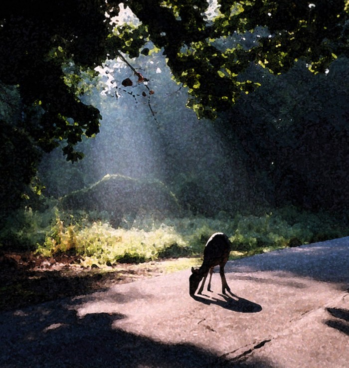 a Belle Isle deer by Race Bannon
