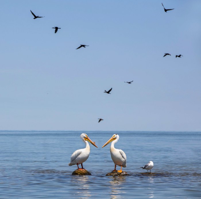 American White Pelicans on Lake Huron by kare hav