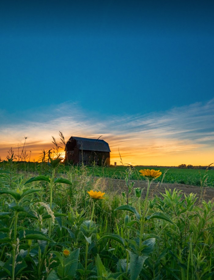 Buttercups and Barn by Jamie MacDonald