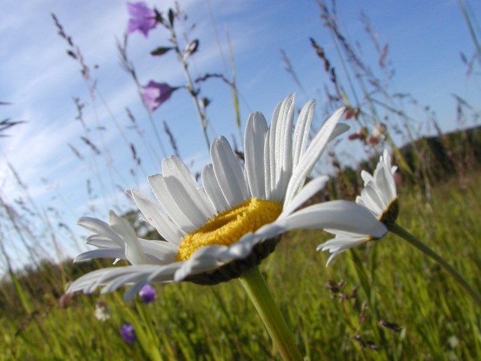Daisy June by Andrew McFarlane
