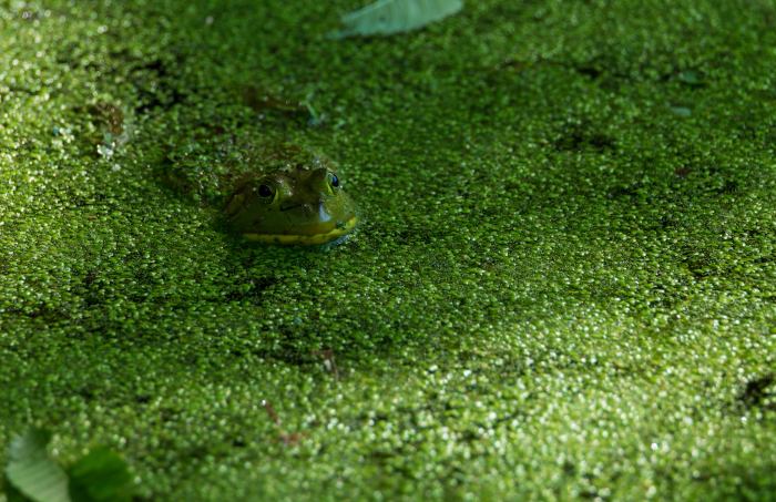 Frog hiding in the duckweed by William Dolak
