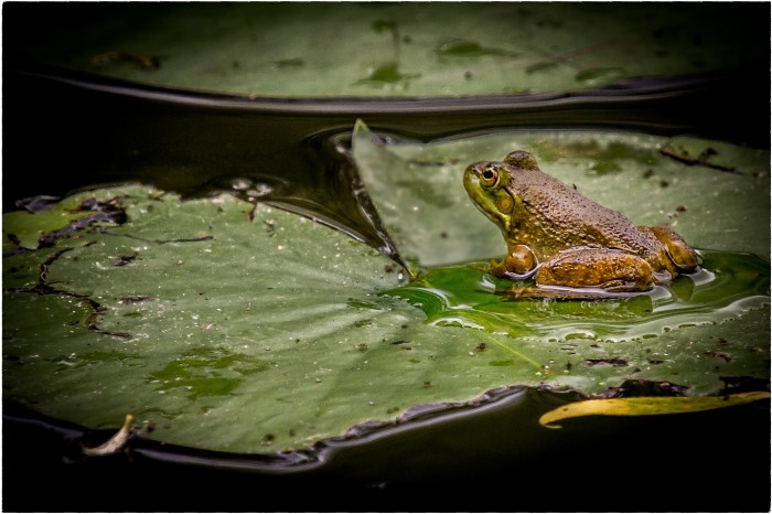 Frog and His Pad by Jeff Dehmel