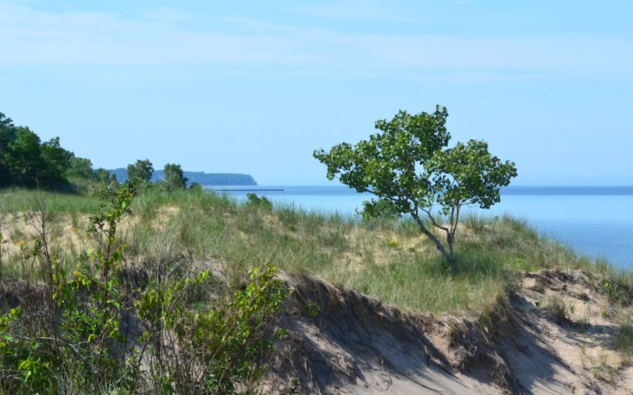 Saugatuck Dunes State Park by Terry Zweering