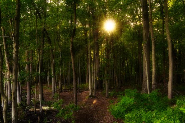 Sun Coming Home by William Dolak