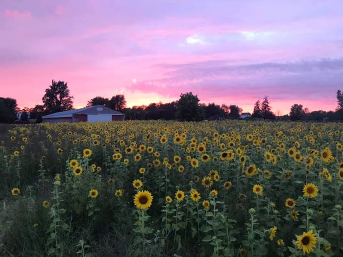 Sunflowers at Liefde Farm