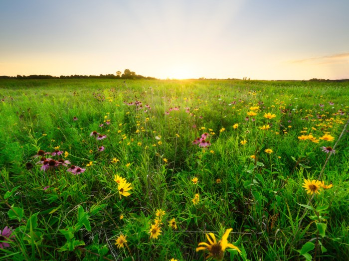 Wildflower Symphony by Jamie MacDonald