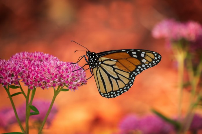 Monarch with Red Mulch Background by Charles Bonham