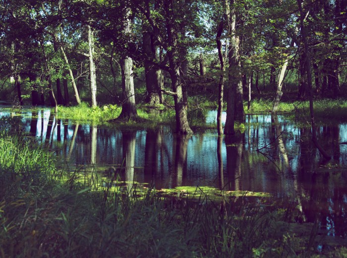 Trees Reflected by Joel Dinda