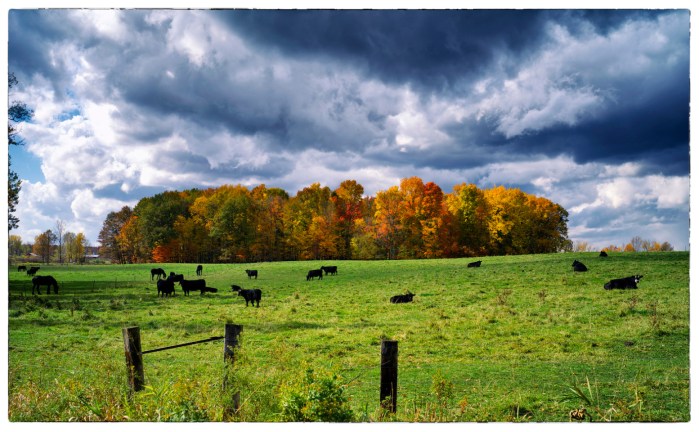 Autumn Pasture by paulh192