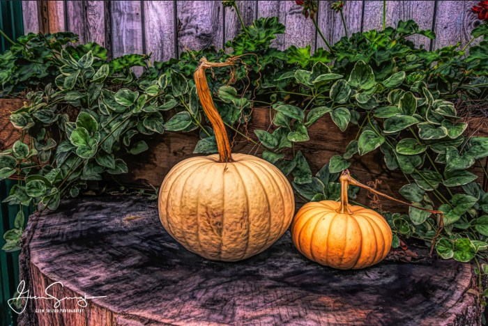 Pumpkins by Glenn Susko