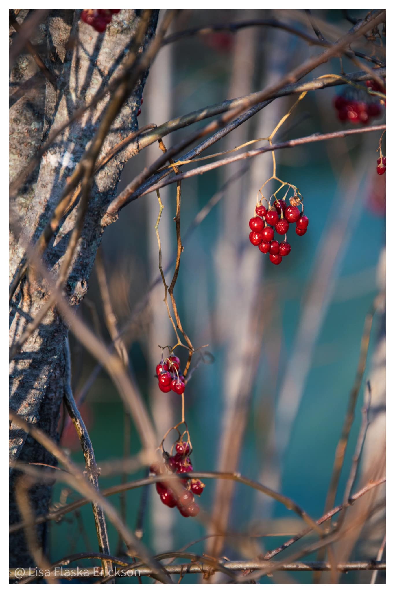 Nature's Simplicity by Lisa Flaska Erickson