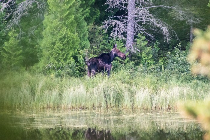 Chickenbone Lake Moose by David Clark