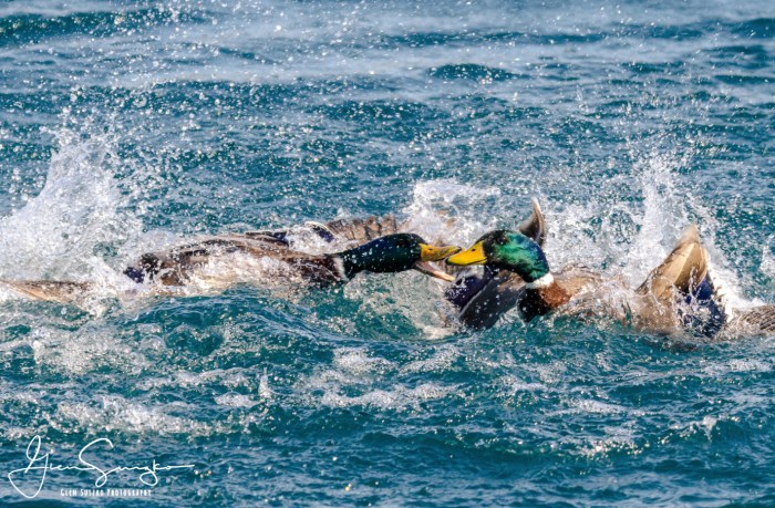 Mallards will be mallards by Glen Suszko