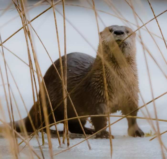Otter at Otter Lake by Nicholas McCreedy