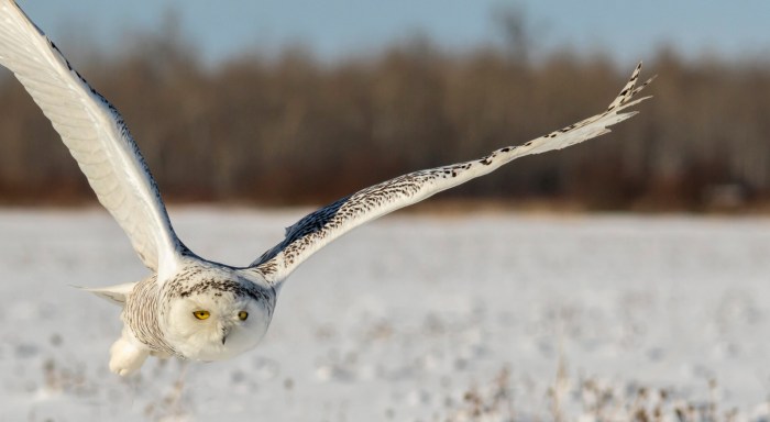 Snowy Owls are Back by Kevin Povenz