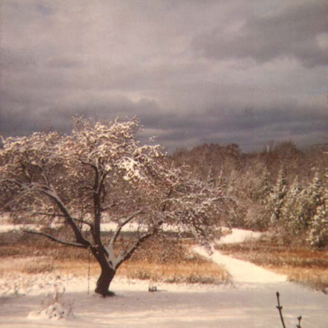 The Apple Tree in Winter by Allan L McFarlane