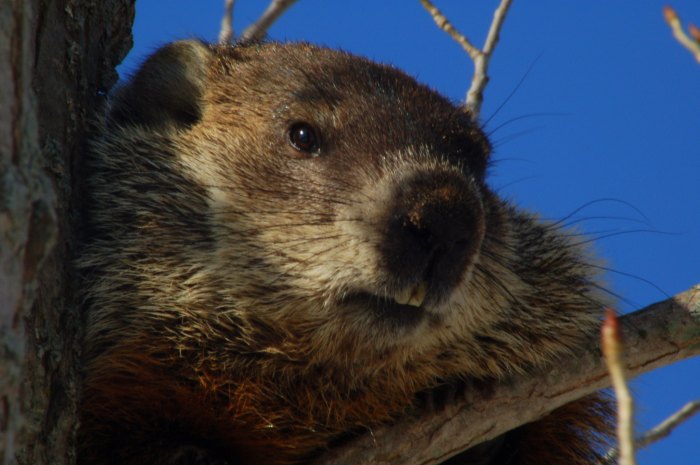 Woodchuck by Tate King