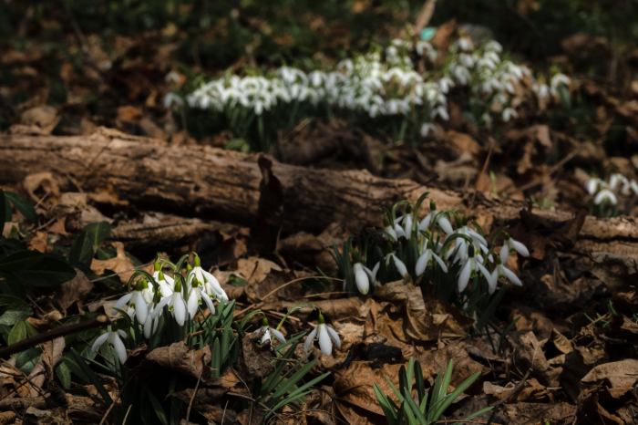 Kalamazoo Snowdrops by William Dolak