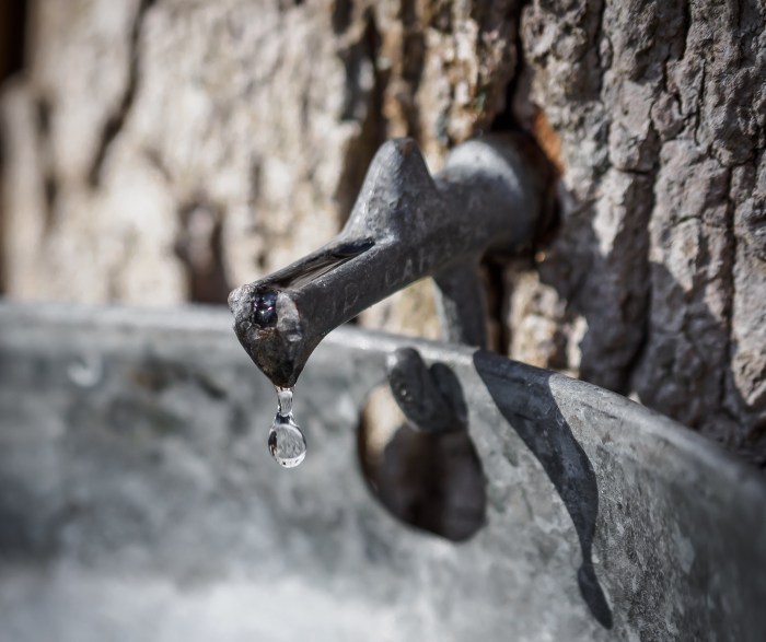 Maple Sap Harvesting by Davd Marvin