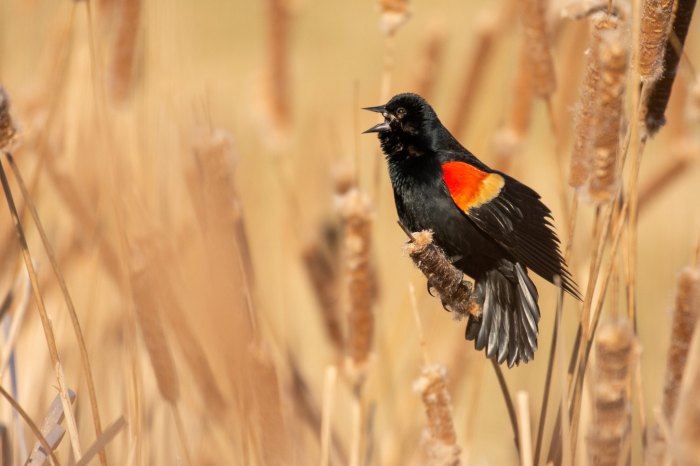 Red winged Blackbird by Reji TV