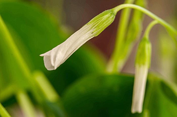 Sleeping Shamrock by Joshua DuPuis