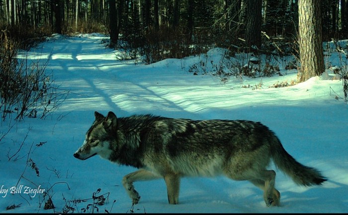 Wolf Making the Rounds by Bill Joyce Ziegler