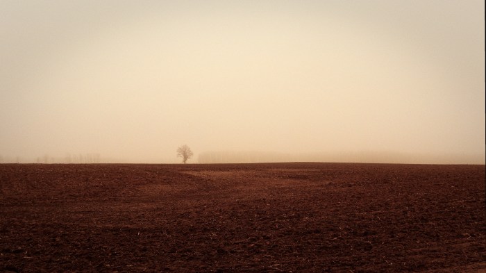 A Tree in the Fog by Joel Dinda