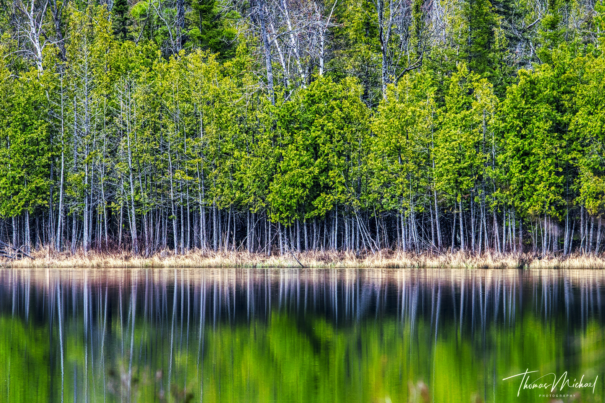 Cedar by Thomas Michael